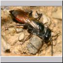 Astata boops - Wanzengrabwespe w02d 12mm.jpg